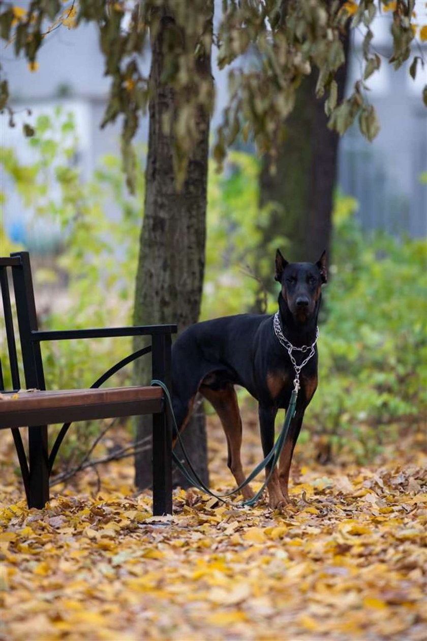 Gdzie jest mój ukochany pan?