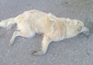 554182_7f4a99831194db8e87d9df7cfc809d68