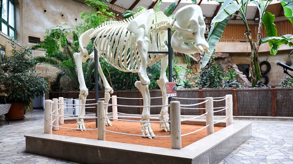 Szkielet ważnej dla warszawskiego Zoo słonicy powstał w druku 3D