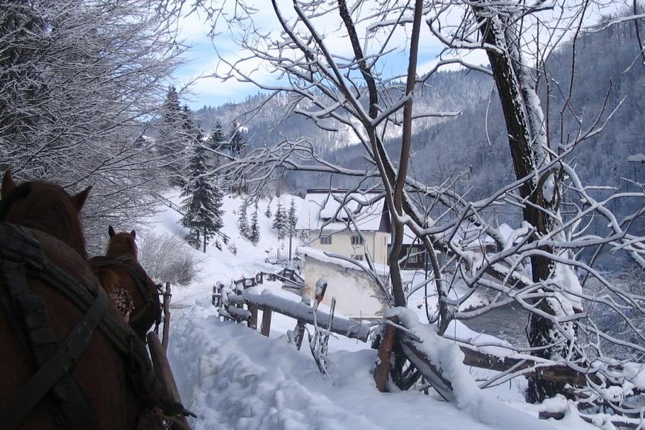 konie jeździectwo zima