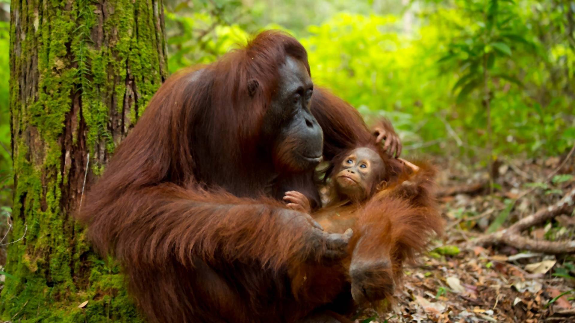 Výroba Oreo keksov prispieva k smrti orangutanov. Píše v najnovšom reporte Greenpeace