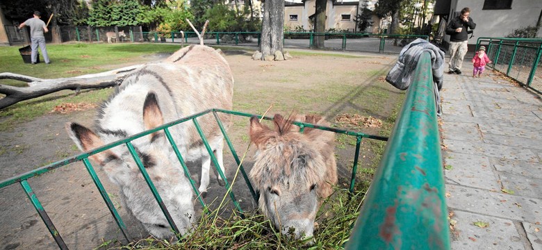 "Nie" dla seksu osłów w poznańskim zoo. Skuteczna interwencja radnej PiS