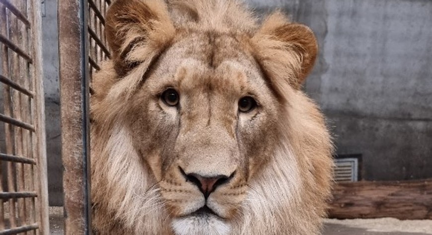 Nowy lew, który trafi do zoo
