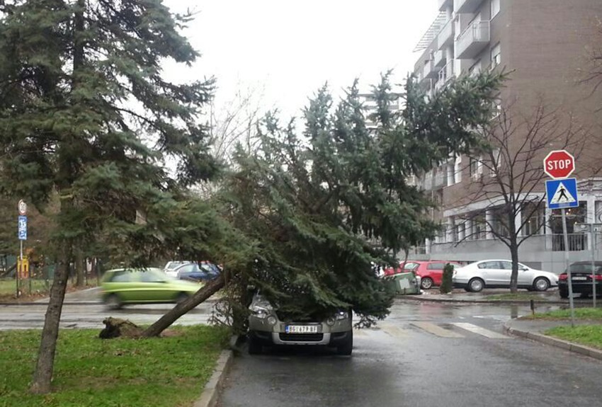 Štetu isplaćuju ili JKP "Zelenilo Beograd" ili osiguravajuća kuća