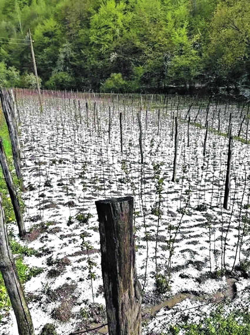 Šteta na pojedinim zasadima malina se kreće od 50 do 100 odsto, kažu iz Asocijacije