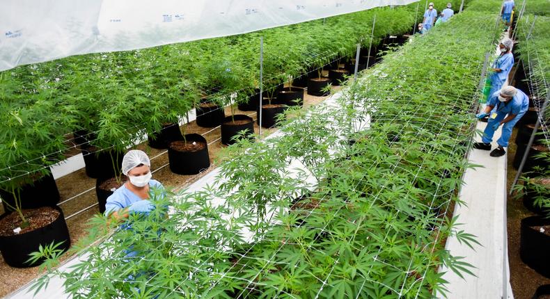 FILE - In this Jan. 30, 2019 file photo, employees prune marijuana plants at a Fotmer SA, greenhouse in Nueva Helvecia, Uruguay. On April 24, 2019, Fotmer in Uruguay and another company in Colombia announced they will become the first to export legal medical marijuana products from Latin America to Europe, part of what the firms hope will become a growing trade. (AP Photo/Matilde Campodonico, File)