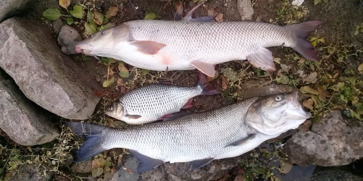 Środek insektobójczy zabił ryby w Warcie