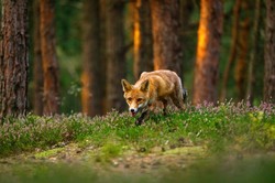 Masowy odstrzał lisów w Lubelskiem. Desperacka walka z wścieklizną