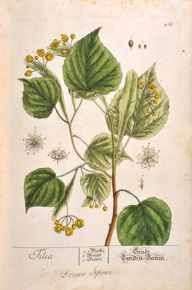 Elizabeth Blackwell, „Herbarium Blackwellianum emendatum et auctum”, Norymberga, 1765. FOT. Adam Łukawski/Ze zbiorów Towarzystwa Naukowego Płockiego
