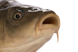 Jest projekt ustawy o wspieraniu zrównoważonego rozwoju sektora rybackiego