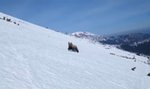 Wyjątkowe nagranie z Tatr. Snowboardziści stanęli oko w oko z bestią