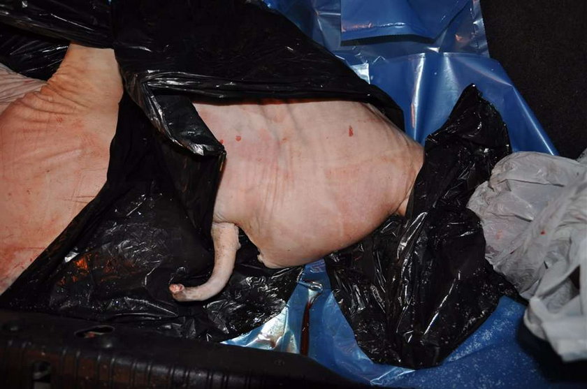 Ćwiartka świni za anulowanie mandatu! FOTO