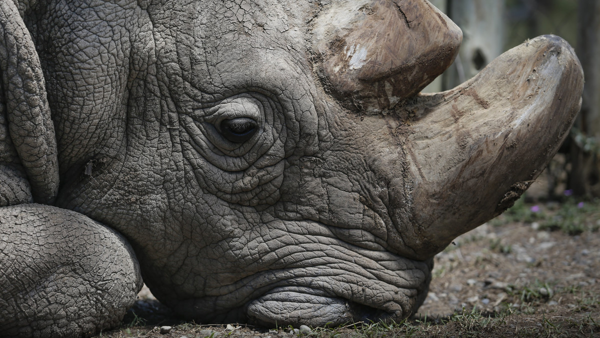 Sudan był ostatnim na Ziemi samcem nosorożca białego północnego. Stan zwierzęcia od dłuższego czasu był bardzo zły. Nosorożec ciężko chorował. Sudan przebywał w rezerwacie Ol Pejeta Conservancy w Kenii.