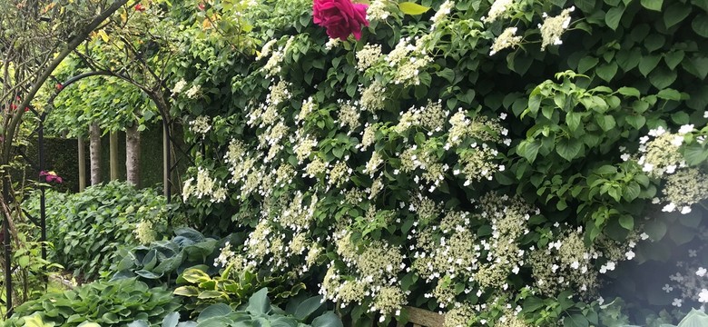 Jakie rośliny do cienia w ogrodzie, na balkonie i w domu?