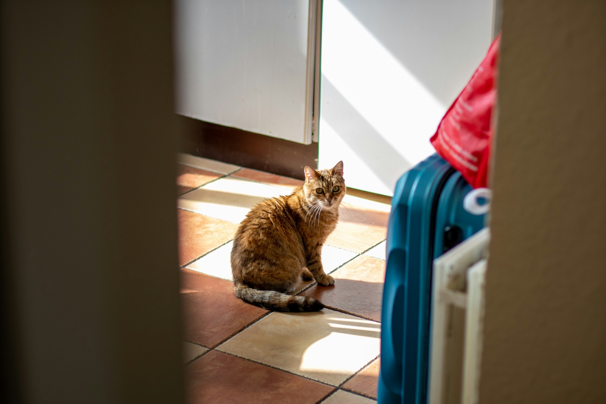 Mačky sú majsterkami v samostatnosti.