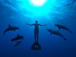 Japończycy mordują delfiny!