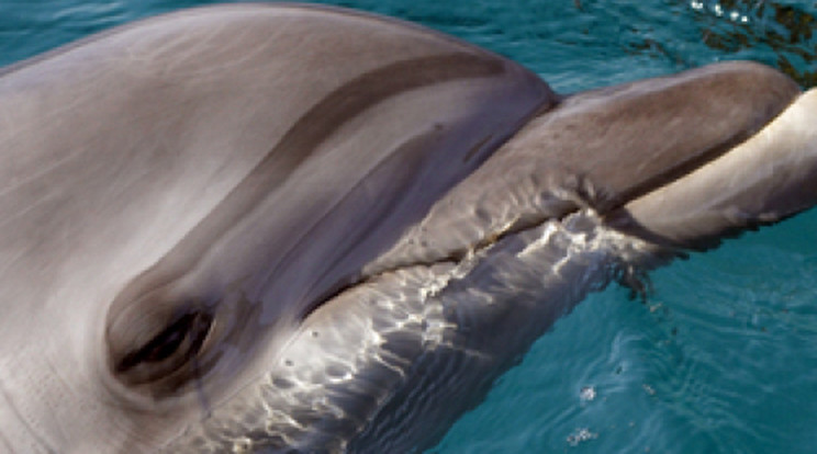 Technopartiba halt bele a delfin