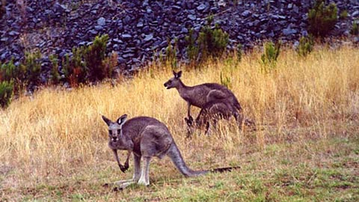 Australijskie torbacze, takie jak koala czy kangury, wywodzą się z Ameryki - uważają niemieccy naukowcy na podstawie badań DNA. Artykuł ich autorstwa ukazał się na łamach "Public Library of Science".