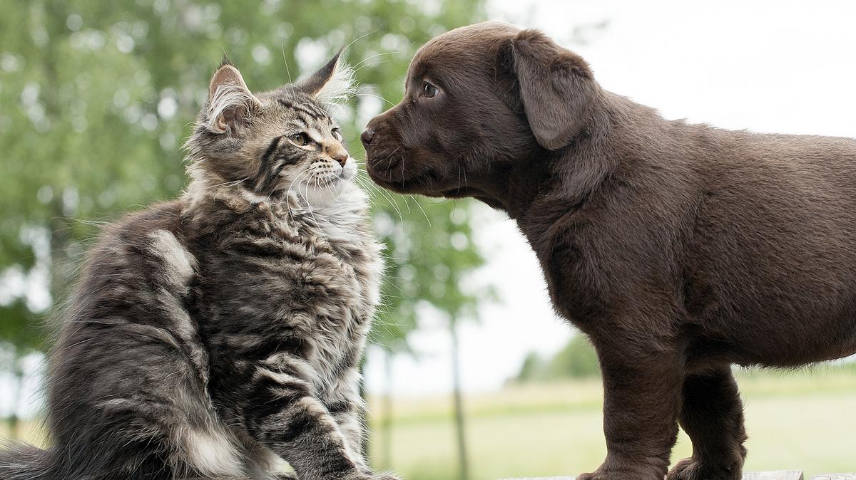 Отношения с другими животными с. Кошки и собаки. Дружба животных разных видов. Кошки с другими животными. Картинки кошек и собак.