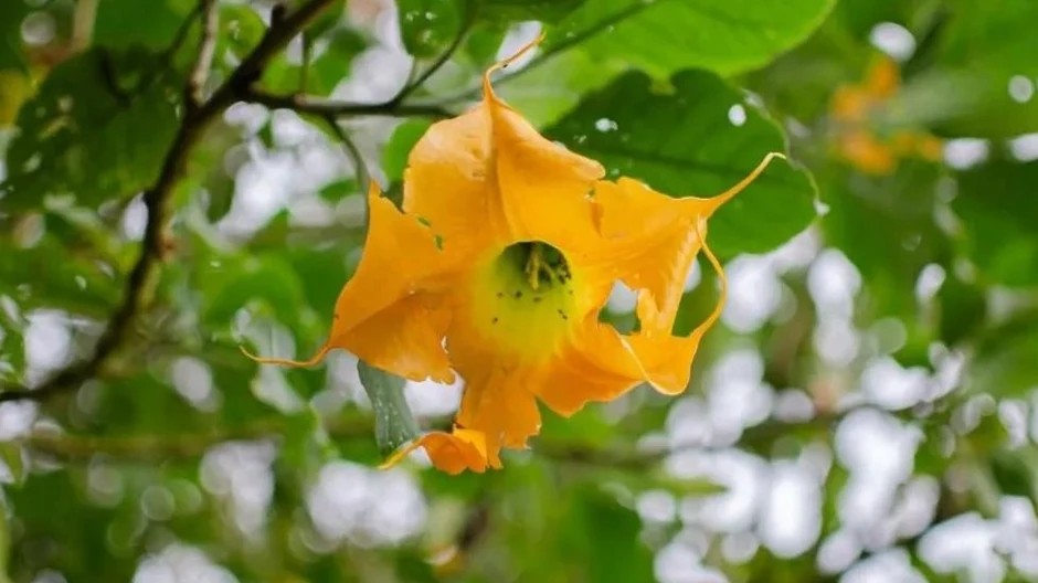 Đavolji dah se dobija iz cveta koji raste u Kolumbiji | Foto: BBC