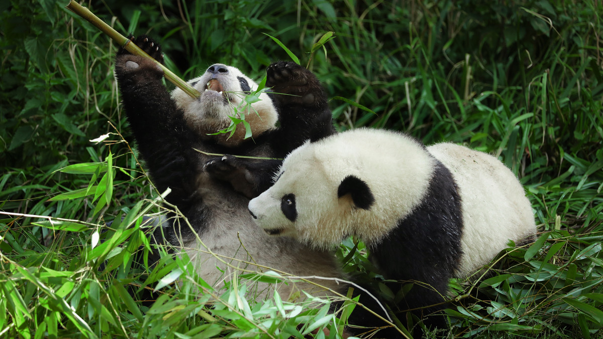 Japonia. Dwie pandy wielkie urodzone w tokijskim zoo otrzymały imiona