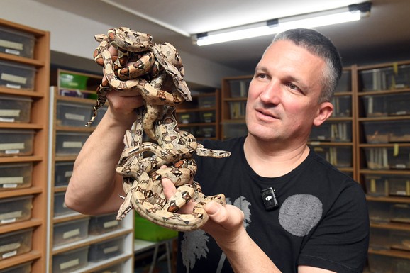 (FOTO, VIDEO) "BOLJE DA DETETU KUPIM PITONA NEGO PSA" Peđa sa Zvezdare živi sa 500 ZMIJA! Čak 100 kila i 5,5 metara imala je rekorderka Aleksandra