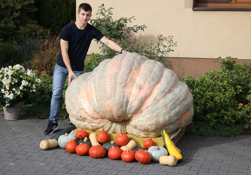 Oto prawdziwa Bania! Dynia licealisty waży prawie 700 kg!