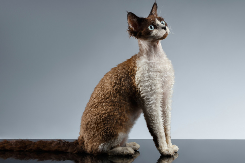 Devon rex 