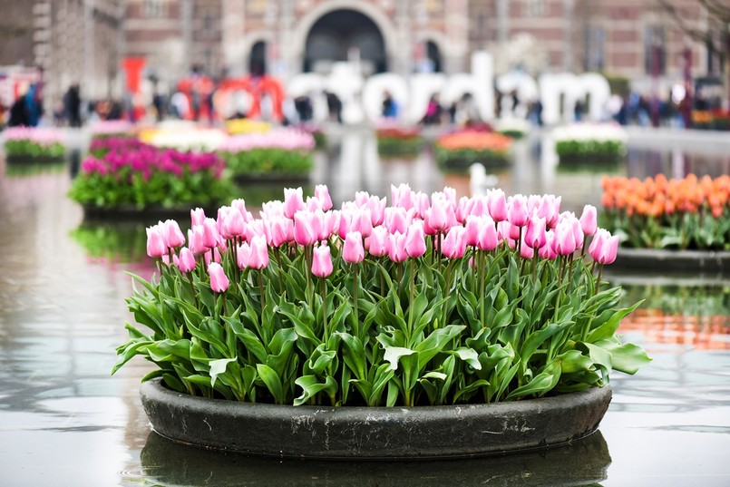 setki tulipanów w donicach przed Rijksmuseum w Amsterdamie