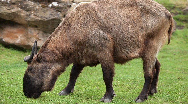 Mishmi takinok születtek Nyíregyházán