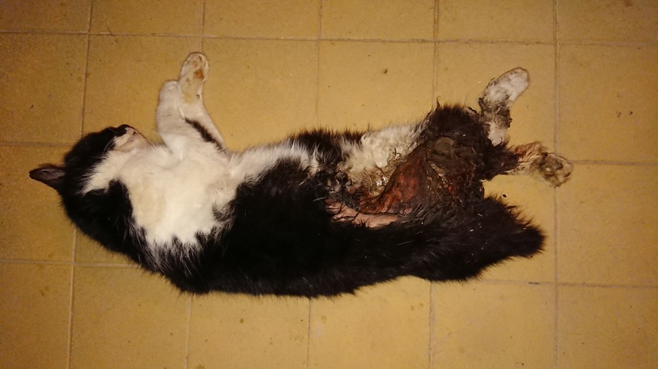 Cirmit brutálisan megkínozták