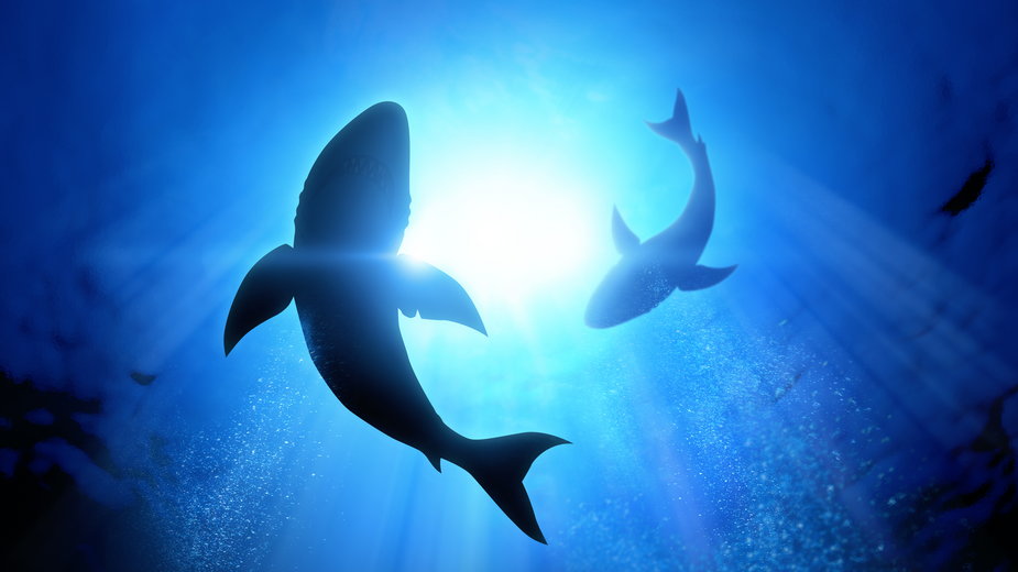 Rekiny w Bałtyku. Jakie zagrożenia czyhają podczas morsowania?