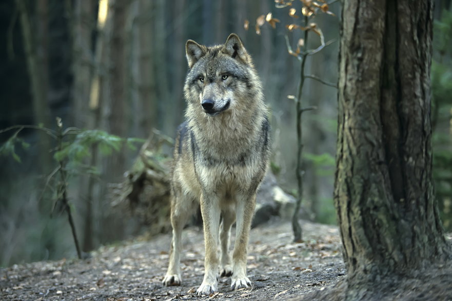Tropy wilka są bardzo podobne do tropów psa - Reise-und Naturfoto/stock.adobe.com
