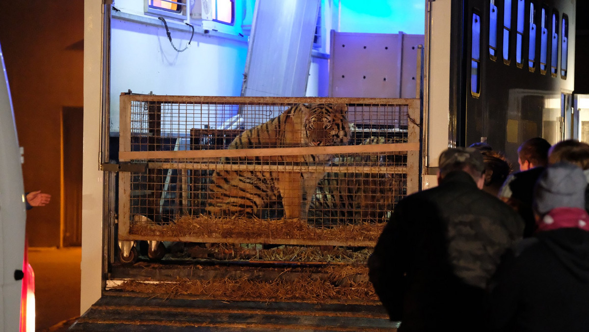 Poznań: GIW podał przyczynę śmierci tygrysa przewożonego z Włoch
