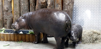 Ale atrakcje w zoo w Gdańsku! Nowy dom dla hipopotamów, a oprócz tego Ona, „urocza młoda dama”