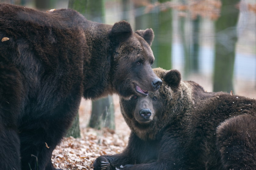 Niedźwiedzie Misza i Wania