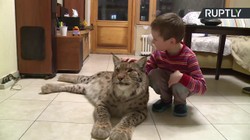 Mały metraż - duży kot. Ryś domowym pupilem mieszkańca moskiewskiego blokowiska