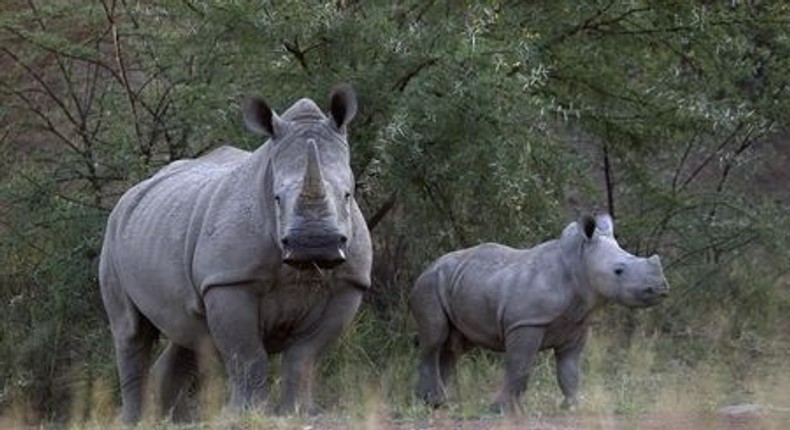 Female anti-poachers call on U.N. to protect natural resources