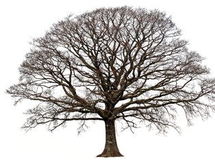 Mieszkańcy Etiopii posadzili ponad 200 mln drzew w jeden dzień