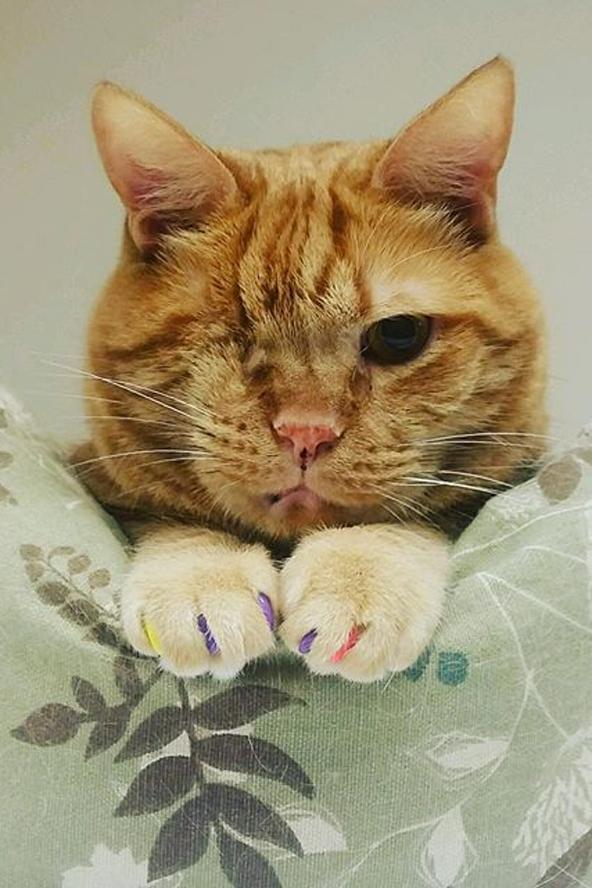 Állatkínzás? Cukiság? Óriásit megy az Instagramon a macska-manikűr - Glamour