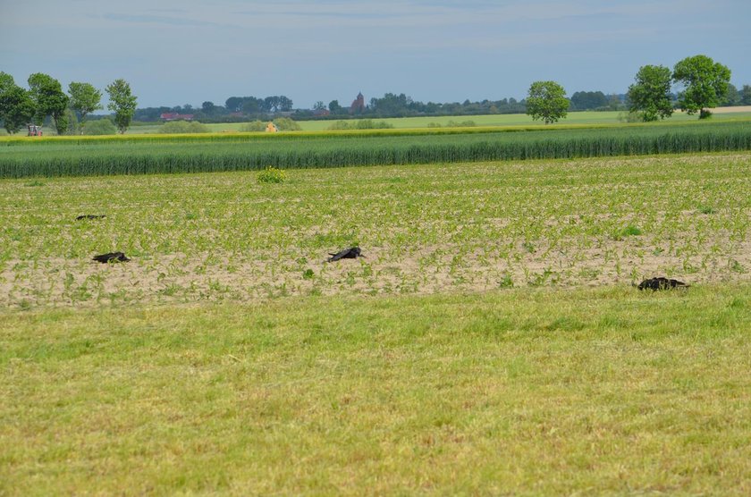 Krotoszyn: ptaki pod ochroną znalezione martwe. Zostały otrute?