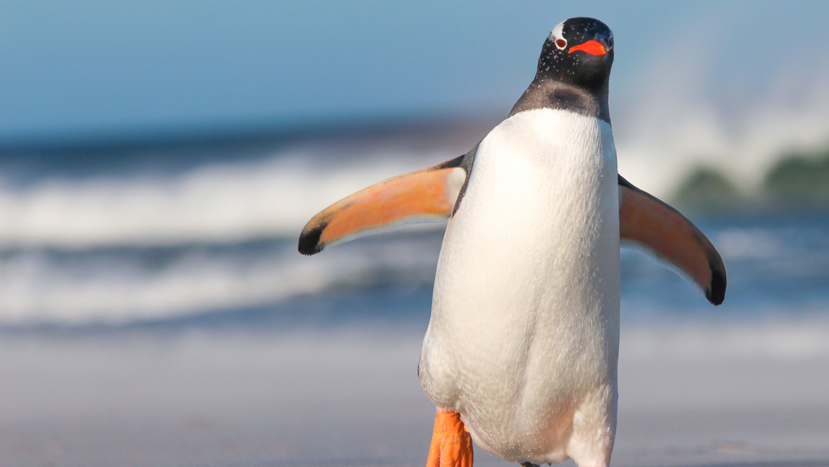 Kupa tych pingwinów jest różowa. Dzięki niej naukowcy mogą je lepiej chronić