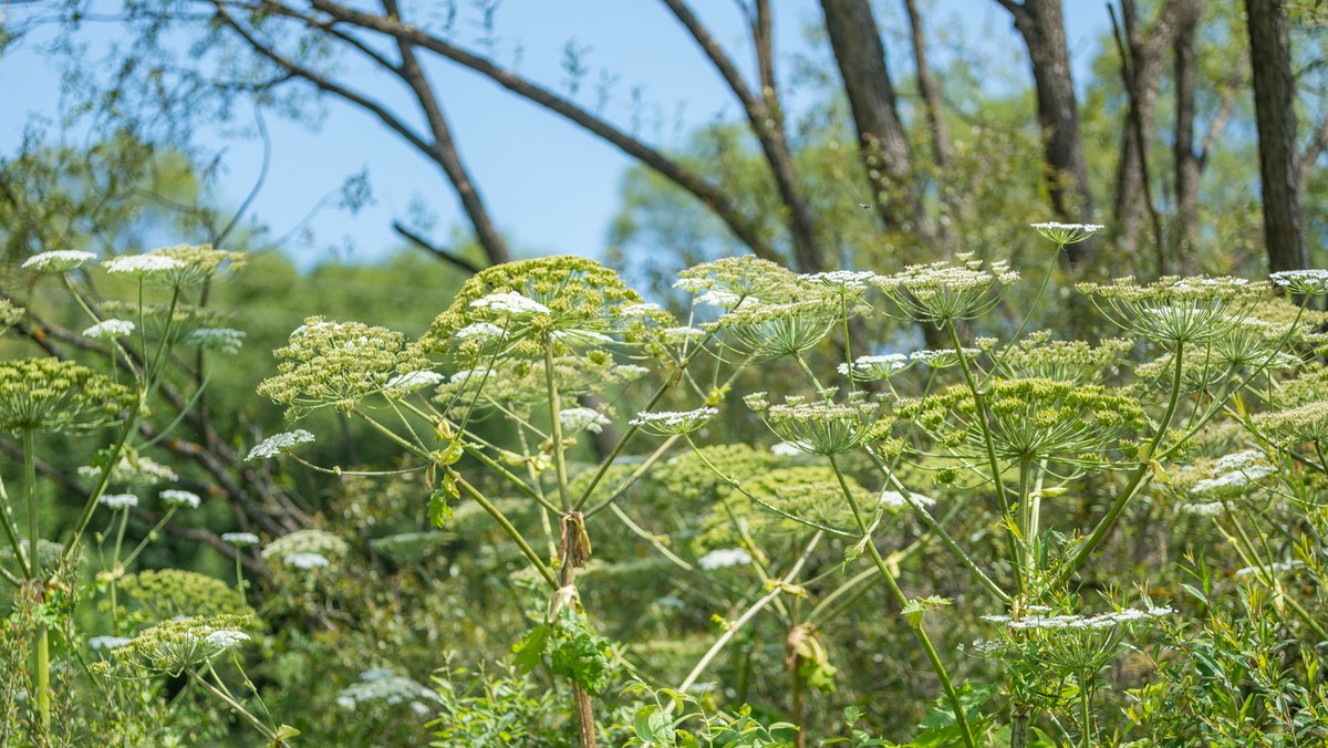 Polski rząd przyjmie niedługo projekt ustawy dotyczący inwazyjnych gatunków obcych oraz stworzy listę podobnych gatunków, które zagrażają rodzimej florze i faunie – poinformowała wiceminister klimatu i środowiska Małgorzata Golińska.