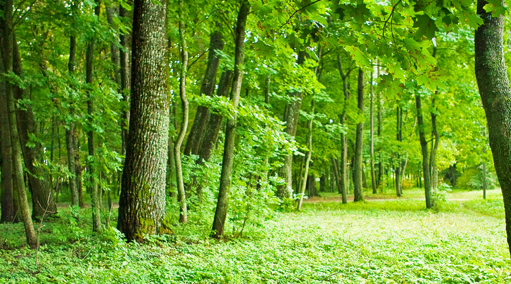 Holttestet találtak egy parkban Zalaegerszegen /Illusztráció: Northfoto