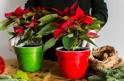 Chcesz, by gwiazda betlejemska pięknie dotrwała do świąt? Najważniejsze zasady