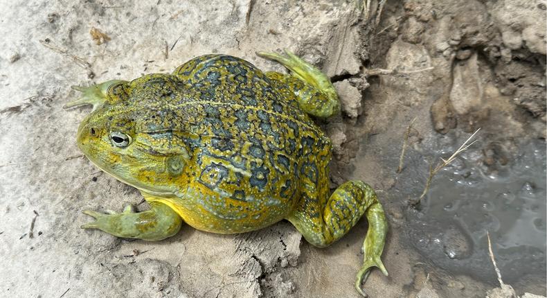 New frog species Pyxicephalus beytelli