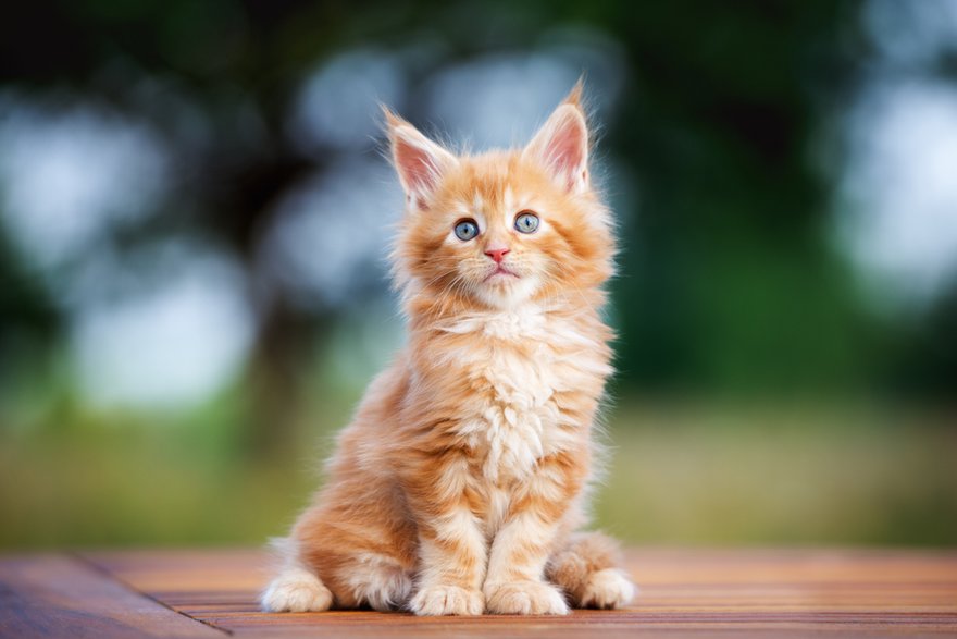 Maine coon - otsphoto/stock.adobe.com