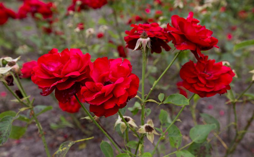 Rosarium w Parku Śląskim