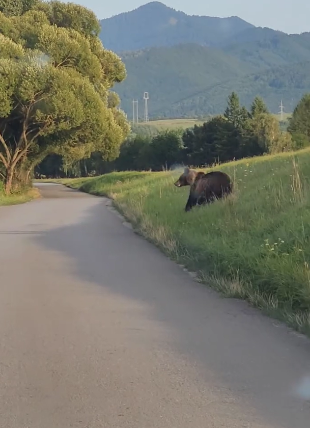 Najprv vybehla len medvedica.