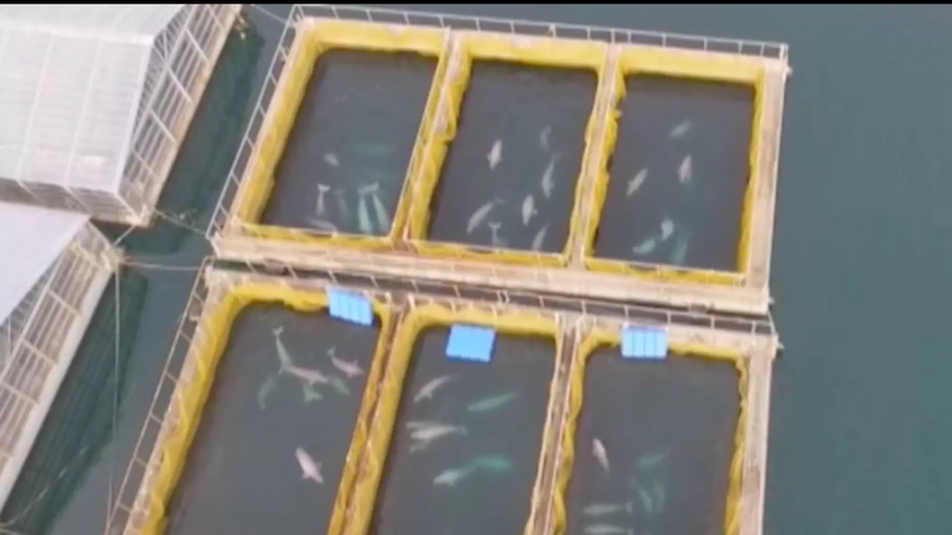 "Więzienie dla waleni" rozbite. 100 unikatowych zwierząt miało trafić do parków rozrywki